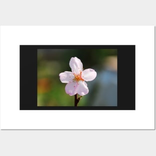 Almond Blossom Posters and Art